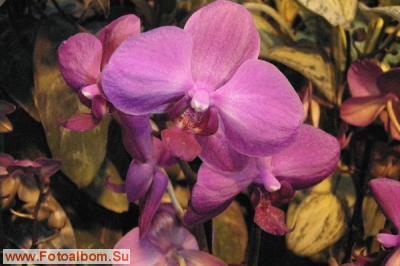 Мир орхидей в Аптекарском огороде - фото 24330