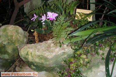 Мир орхидей в Аптекарском огороде - фото 24332