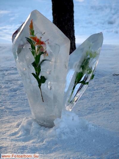 Цветы и лёд - фото 24615