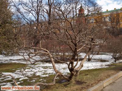 Весна в Александровском саду и на Манежной площади - фото 26258