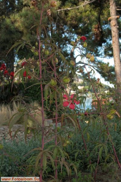 Бланес. Ботанический сад Маримутра - фото 26860
