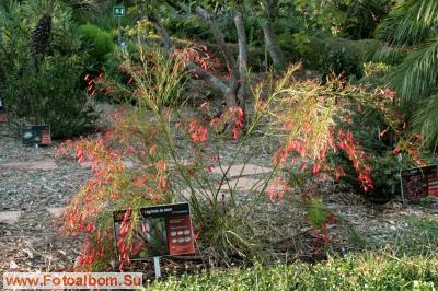 Бланес. Ботанический сад Маримутра - фото 26873