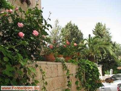 Иерусалим. Цветы и камни - фото 27428