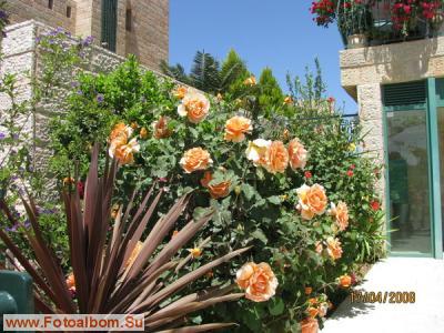 Иерусалим. Цветы и камни - фото 27430