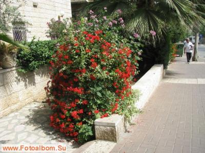 Иерусалим. Цветы и камни - фото 27433