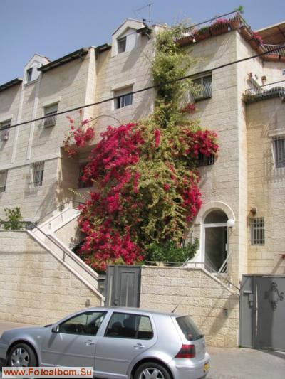 Иерусалим. Цветы и камни - фото 27434