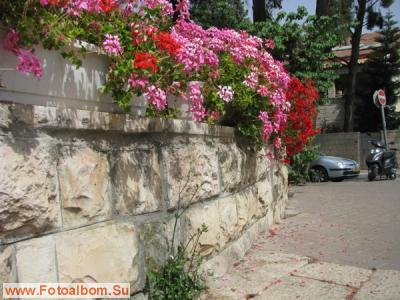 Иерусалим. Цветы и камни - фото 27436