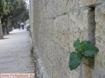 Иерусалим. Цветы и камни - фото 27439