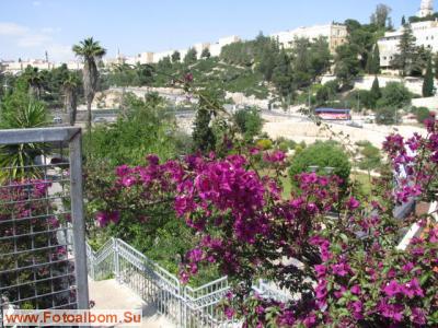 Иерусалим. Цветы и камни - фото 27440