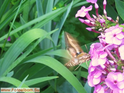 Бабочка - бражник подмаренниковый - фото 34536