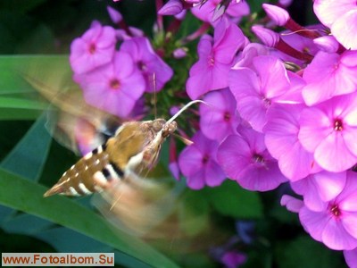 Бабочка - бражник подмаренниковый - фото 34537
