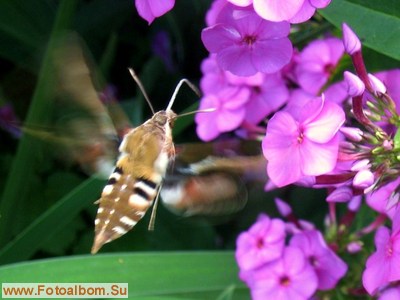 Бабочка - бражник подмаренниковый - фото 34538