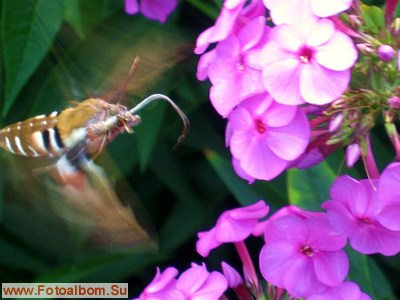 Бабочка - бражник подмаренниковый - фото 34539