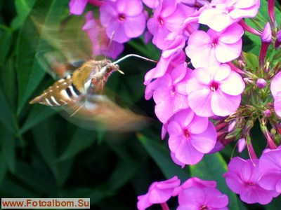 Бабочка - бражник подмаренниковый - фото 34540