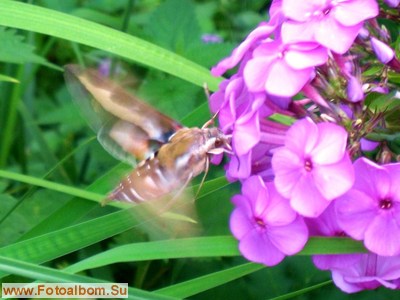 Бабочка - бражник подмаренниковый - фото 34541