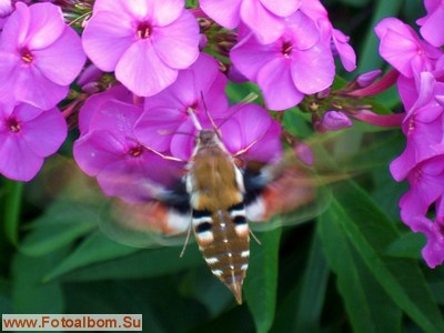 Бабочка - бражник подмаренниковый - фото 34542