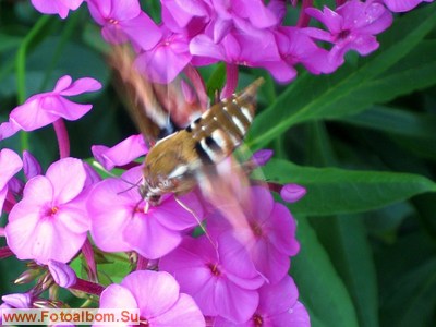Бабочка - бражник подмаренниковый - фото 34543