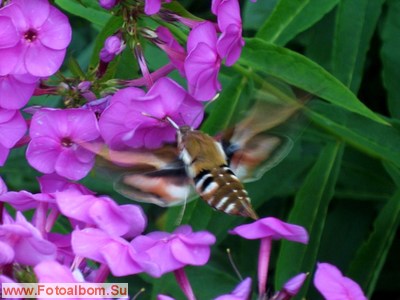 Бабочка - бражник подмаренниковый - фото 34544