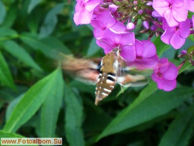 Бабочка - бражник подмаренниковый - фото 34545