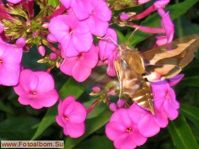 Бабочка - бражник подмаренниковый - фото 34546
