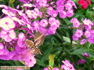 Бабочка - бражник подмаренниковый - фото 34548
