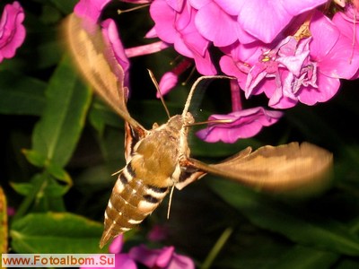 Бабочка - бражник подмаренниковый - фото 34549