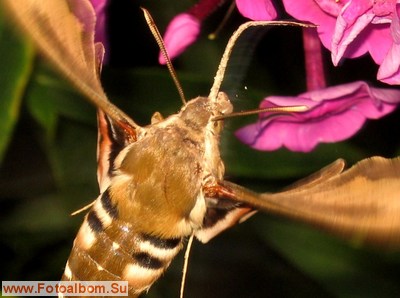 Бабочка - бражник подмаренниковый - фото 34550