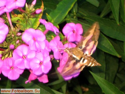 Бабочка - бражник подмаренниковый - фото 34551