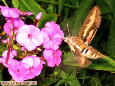 Бабочка - бражник подмаренниковый - фото 34552