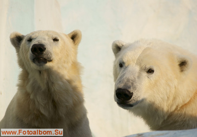 Новосибирский зоопарк - фото 35185