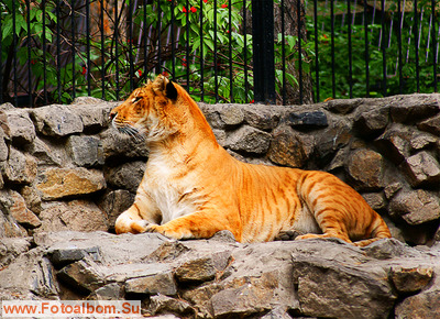 Новосибирский зоопарк - фото 35189