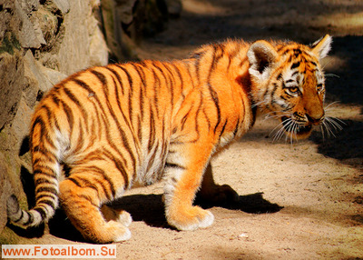 Новосибирский зоопарк - фото 35200