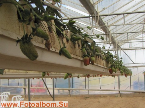 Теплицы для выращивания клубники по уникальной израильской технологии