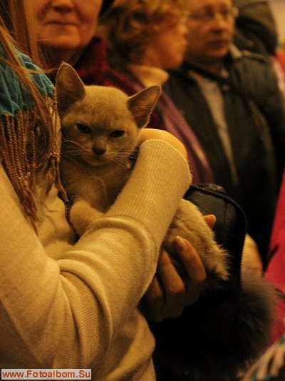 Фоторепортаж с выставки кошек  «КЭТСБУРГ» в Москве - фото 35937