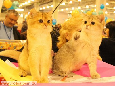 Фоторепортаж с выставки кошек  «КЭТСБУРГ» в Москве - фото 35938