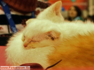 Фоторепортаж с выставки кошек  «КЭТСБУРГ» в Москве - фото 35939
