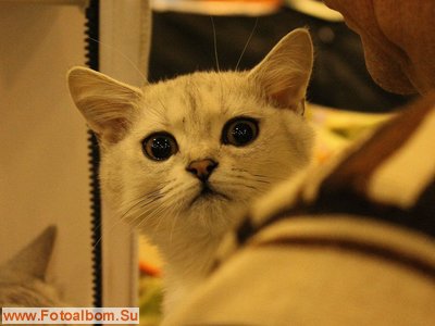 Фоторепортаж с выставки кошек  «КЭТСБУРГ» в Москве - фото 35940
