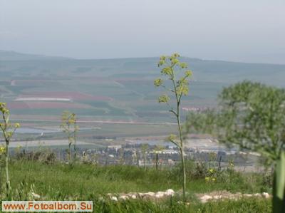 Гильбоа-край,где цветут  ирисы - фото 39186