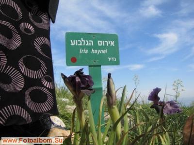 Гильбоа-край,где цветут  ирисы - фото 39192